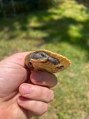 Branderhorst’s Sideneck Turtle Babies (Elseya Branderhorstii)