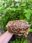 Homes Hinge-back Tortoise Adult Pair