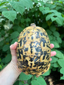 Libyan Greek Tortoise Adult Female