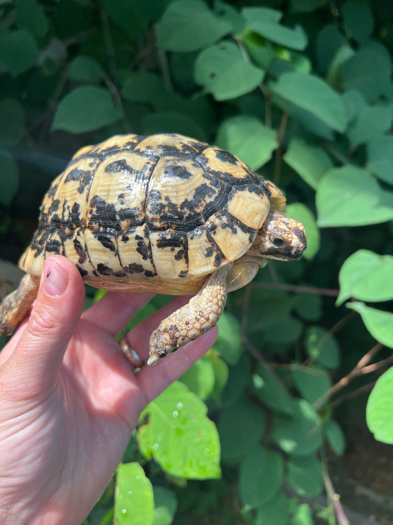 Libyan Greek Tortoise Adult Male