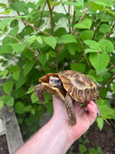 Homes Hinge-back Tortoise Adult Pair