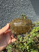 Sicilian Pond Turtle Adult Male