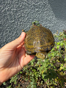 Sicilian Pond Turtle Adult Female