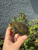 Sicilian Pond Turtle Adult Male