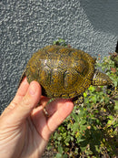 Sicilian Pond Turtle Adult Male