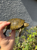 Sicilian Pond Turtle Adult Female