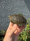Sicilian Pond Turtle Adult Female
