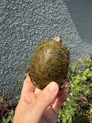 Sicilian Pond Turtle Adult Female