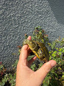 Sicilian Pond Turtle Adult Male