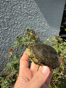 Sicilian Pond Turtle Adult Female