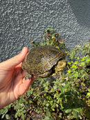 Sicilian Pond Turtle Adult Female