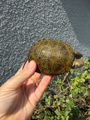 Sicilian Pond Turtle Adult Female