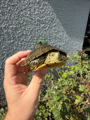 Sicilian Pond Turtle Adult Female