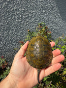 Sicilian Pond Turtle Adult Male