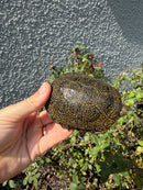 Sicilian Pond Turtle Adult Female