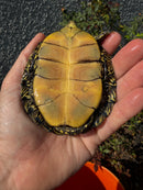Sicilian Pond Turtle Adult Male