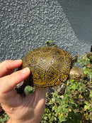 Sicilian Pond Turtle Adult Female