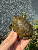 Sicilian Pond Turtle Adult Male
