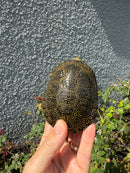 Sicilian Pond Turtle Adult Female