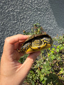 Sicilian Pond Turtle Adult Male
