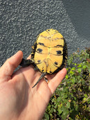 Sicilian Pond Turtle Adult Female
