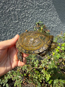 Sicilian Pond Turtle Adult Male