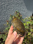Sicilian Pond Turtle Adult Female