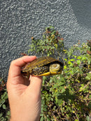 Sicilian Pond Turtle Adult Female