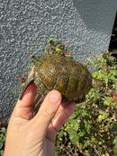 Sicilian Pond Turtle Adult Male