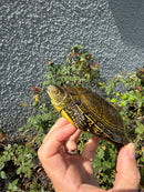 Sicilian Pond Turtle Adult Female