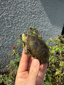 Sicilian Pond Turtle Adult Female