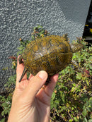 Sicilian Pond Turtle Adult Male