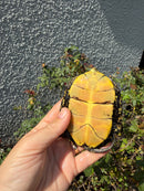 Sicilian Pond Turtle Adult Female