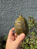 Sicilian Pond Turtle Adult Male