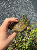 Sicilian Pond Turtle Adult Male