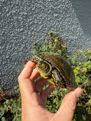 Sicilian Pond Turtle Adult Male