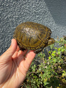 Sicilian Pond Turtle Adult Female