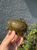 Sicilian Pond Turtle Adult Female