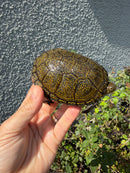 Sicilian Pond Turtle Adult Female