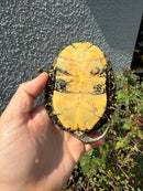 Sicilian Pond Turtle Adult Female