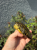 Sicilian Pond Turtle Adult Female