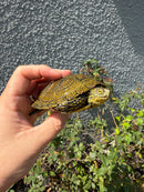 Sicilian Pond Turtle Adult Male