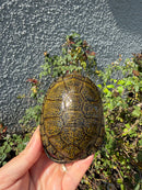 Sicilian Pond Turtle Adult Female