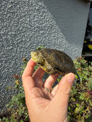 Sicilian Pond Turtle Adult Female
