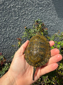 Sicilian Pond Turtle Adult Male