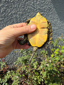 Sicilian Pond Turtle Adult Male
