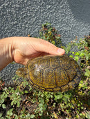 Sicilian Pond Turtle Adult Female