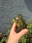 Sicilian Pond Turtle Adult Male