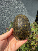Sicilian Pond Turtle Adult Female