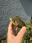 Sicilian Pond Turtle Adult Female